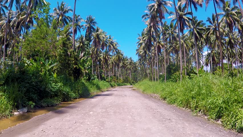 Empty main road lined by coconut palm trees on tropical island of Bougainville, Papua New Guinea