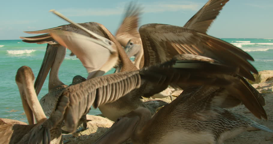 Flock of brown pelicans gathering on the rocky coastline of the tropical sea