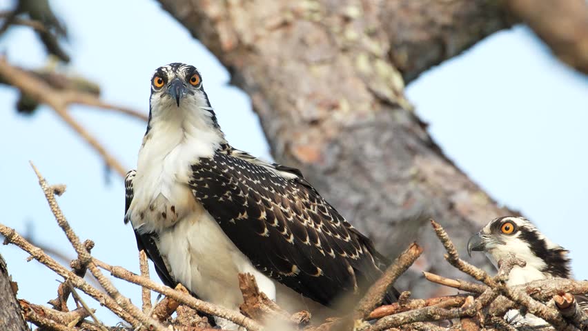 Two osprey in their nest look out intently towards the camera.