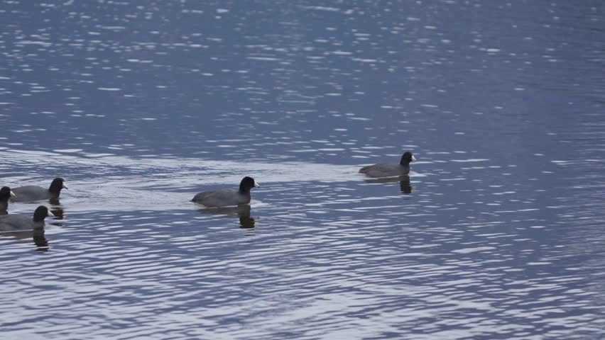 A flock of coots swimming and feeding on algae in a lake in southern Canada. Landscape video. Scientific name: Fulica americana.