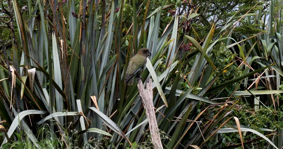 Kea (Nestor notabilis) at Willowbank Nature Reserve, Christchurch,New Zealand.Kea is a large parrot that is endemic to the forested and alpine regions of the South Island of New Zealand.