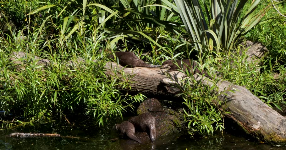 Family group of Asian small-clawed otters at Willowbank Nature Reserve, Christchurch, New Zealand.