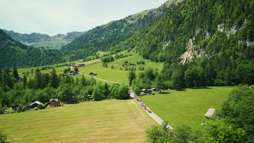 Shepherds drive a herd of cattle through the village in Swiss Alps. A traditional cattle drive through the village in Switzerland