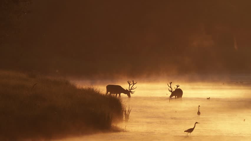 Two deer are seen walking in shallow water in lake as mist rises from the water in the early morning light. Birds can be seen nearby.