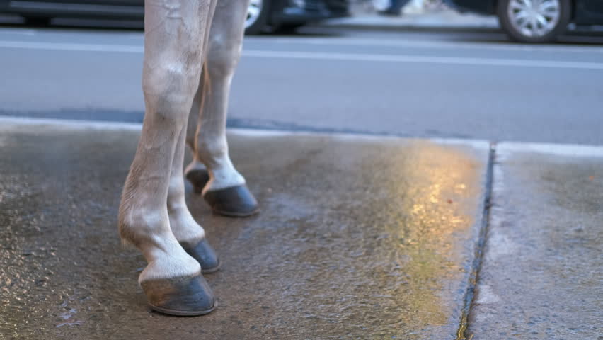 Horse pulling carriage walking on city sidewalk. Close-up view of a horse