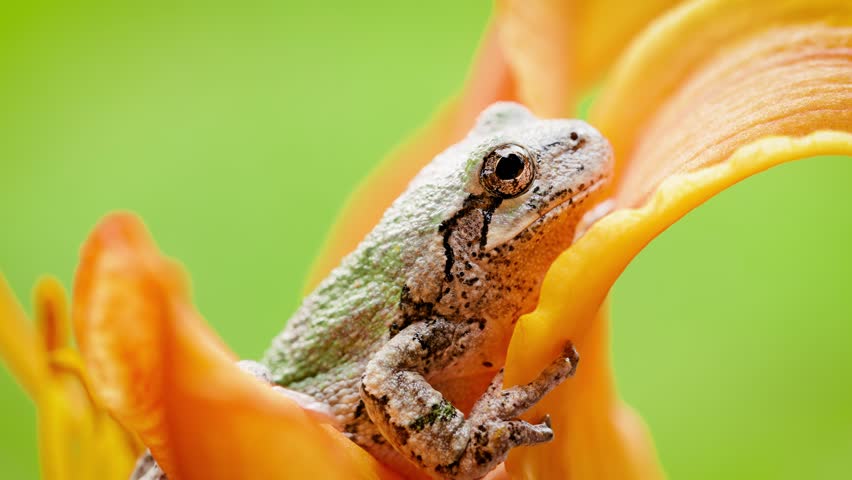 Close-up shot of a Gray Treefrog sitting on an orange flower. Shot in Minnesota.