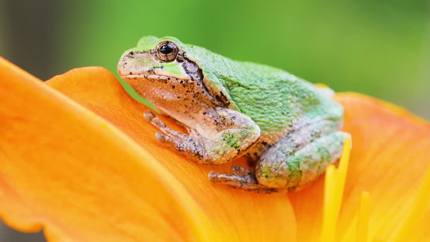 Close-up shot of a Gray Treefrog sitting on an orange flower. Shot in Minnesota.