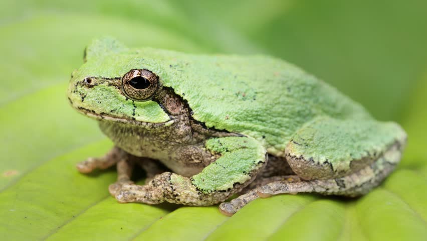 Close-up shot of a Gray Treefrog sitting on a leaf. Shot in Minnesota.