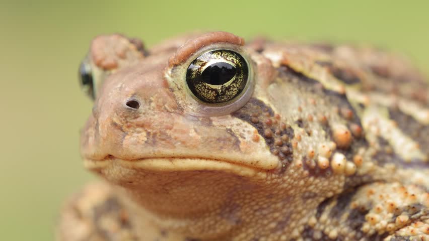 Close-up shot of an American Toad. Shot in Minnesota.