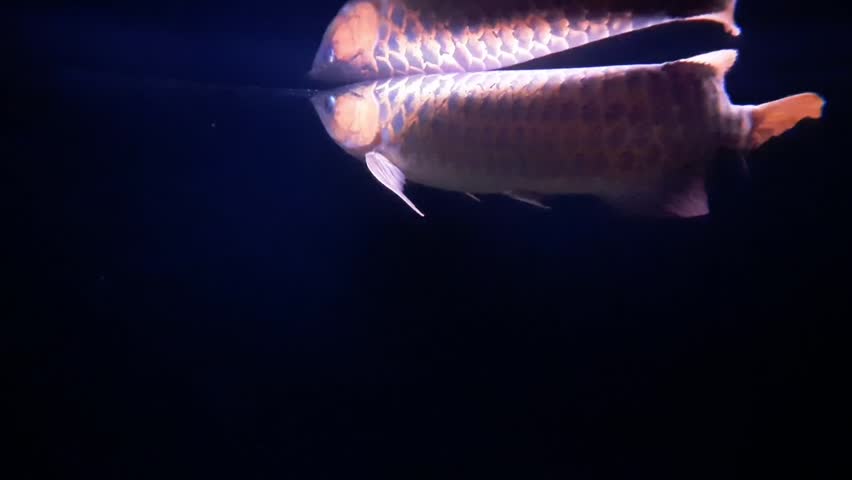 Close-up footage of a golden Asian arowana fish gracefully swimming in a dark aquarium. The shimmering scales and elegant movements create a captivating underwater scene.