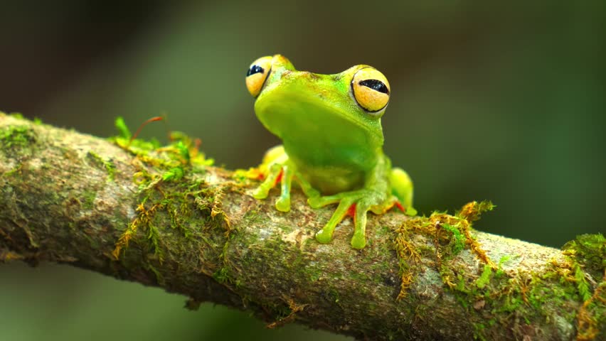 Close-up of a green tree frog with large yellow eyes perched on a mossy branch in the rainforest.