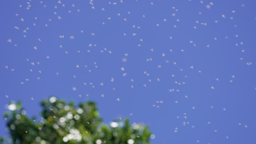 View of midge flies flying in the sky during the summer in Utah.