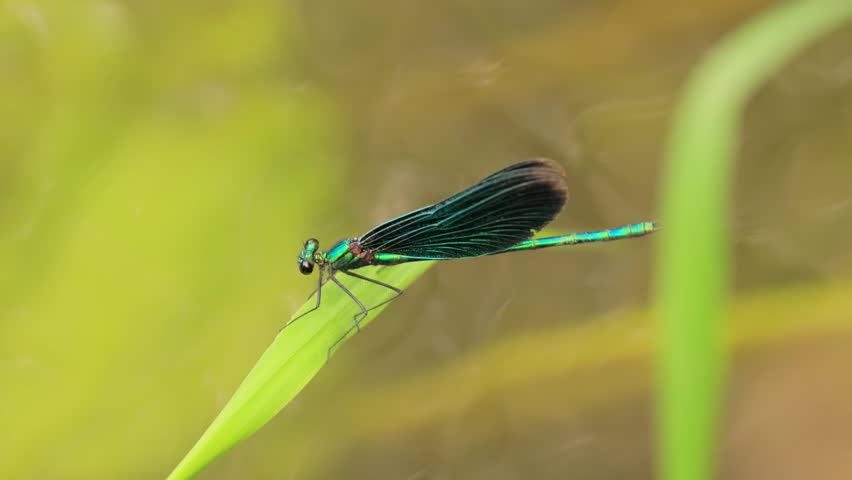 Macro shot of metallic green damselfly resting on river grass.