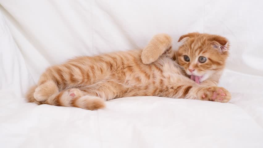 Fluffy tabby ginger kitten lying down in bedroom on a white blanket.