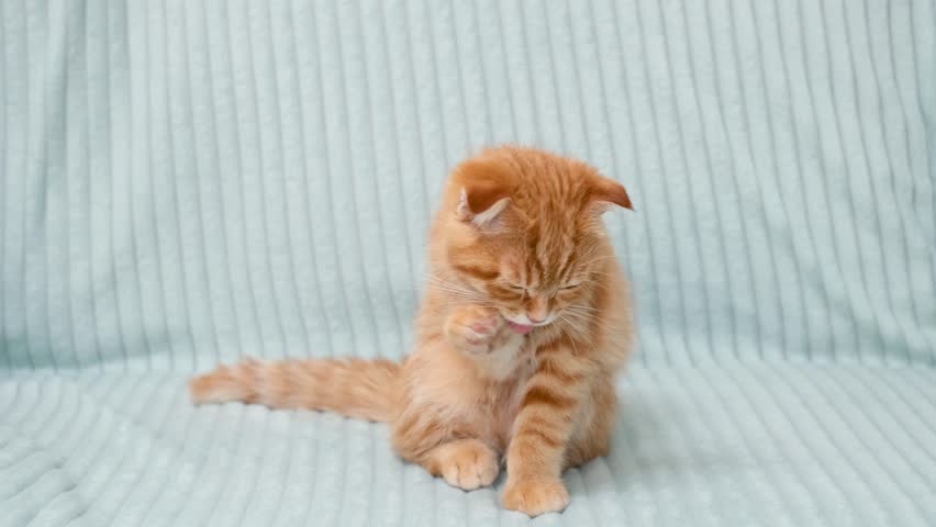 A red tabby kitten sits on sofa and licks its paw.
