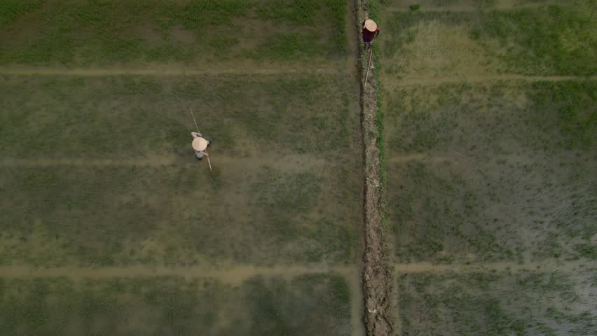Aerial view of farmers wearing traditional conical hats working in lush green rice paddies during the day in Hoi An, Da Nang, Vietnam.