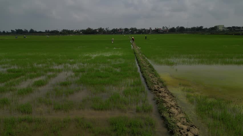 Aerial view of farmers working in lush green rice paddies with a narrow dirt path under an overcast sky in Hoi An, Da Nang, Vietnam.