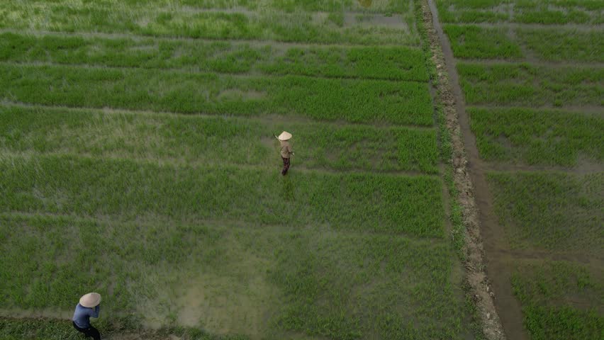 Aerial view of farmers wearing traditional conical hats working in lush green rice paddies divided by irrigation paths in Hoi An, Da Nang, Vietnam.