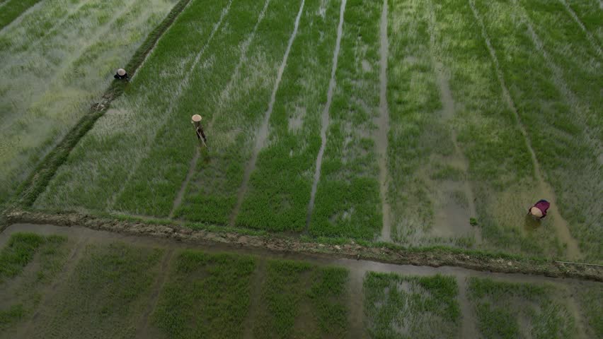 Aerial view of farmers wearing traditional conical hats working in lush green rice paddies with irrigation channels in Hoi An, Da Nang, Vietnam.