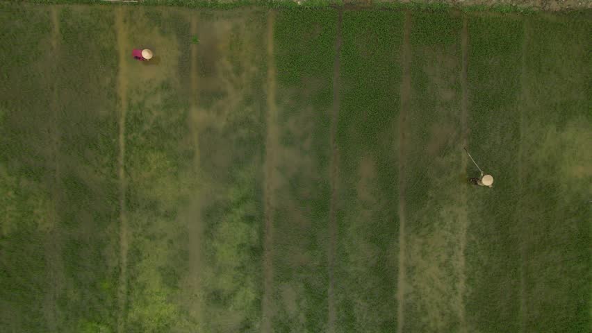 Aerial view of farmers wearing traditional conical hats working in lush green rice fields Hoi An, Da Nang, Vietnam.