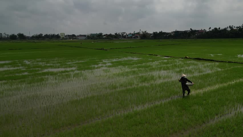 Aerial view of a farmer in a conical hat walking through lush green rice fields in Hoi An, Da Nang, Vietnam.