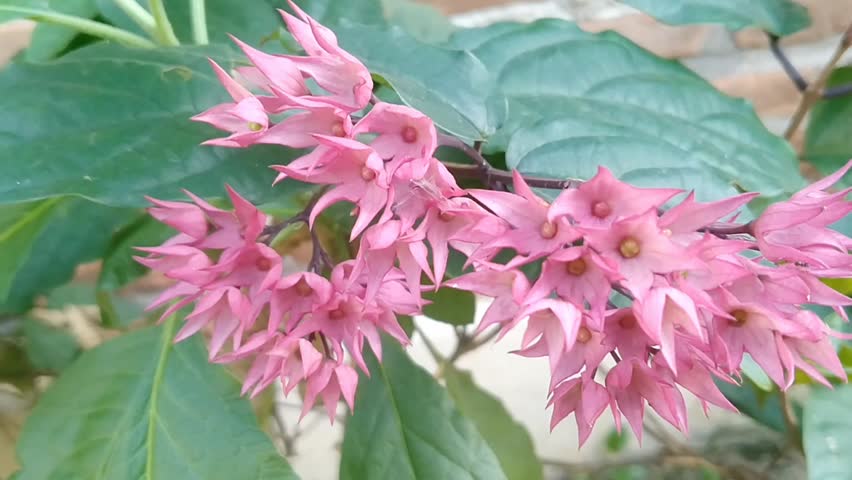 Blooming Clerodendrum thomsoniae flowers with white and red petals on green vine in the garden