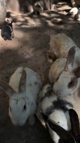 Group of multicolored domestic rabbits resting in enclosure