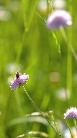 Close-up shot of a honey bee collecting nectar from a purple flower in sunlight.