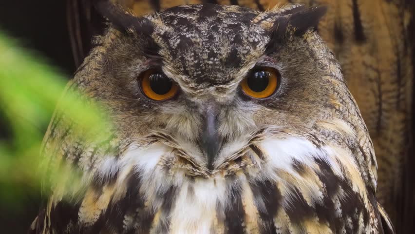 Eagle owl staring intensely with orange eyes in woodland.
