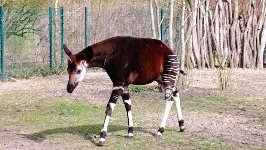 Okapi walking in an enclosure at the Berlin zoo