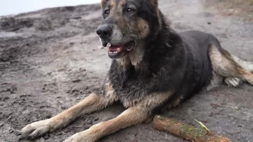 German Shepherd dog resting on lakeshore beach in natural outdoor environment near forest and water