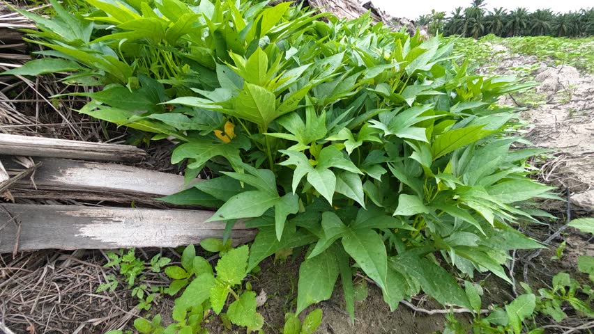 Wild star-shaped leafy Sweet Potato Vine sprouting and creeping plantation field.