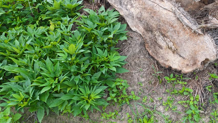 Wild star-shaped leafy Sweet Potato Vine sprouting and creeping plantation field.