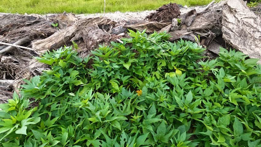 Wild star-shaped leafy Sweet Potato Vine sprouting and creeping plantation field.