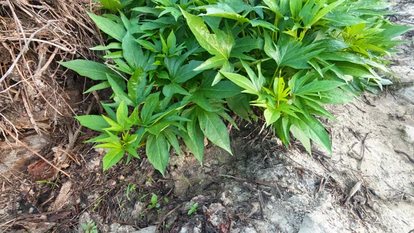 Wild star-shaped leafy Sweet Potato Vine sprouting and creeping plantation field.