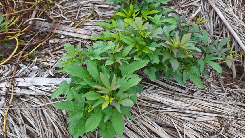 Wild star-shaped leafy Sweet Potato Vine sprouting and creeping plantation field.