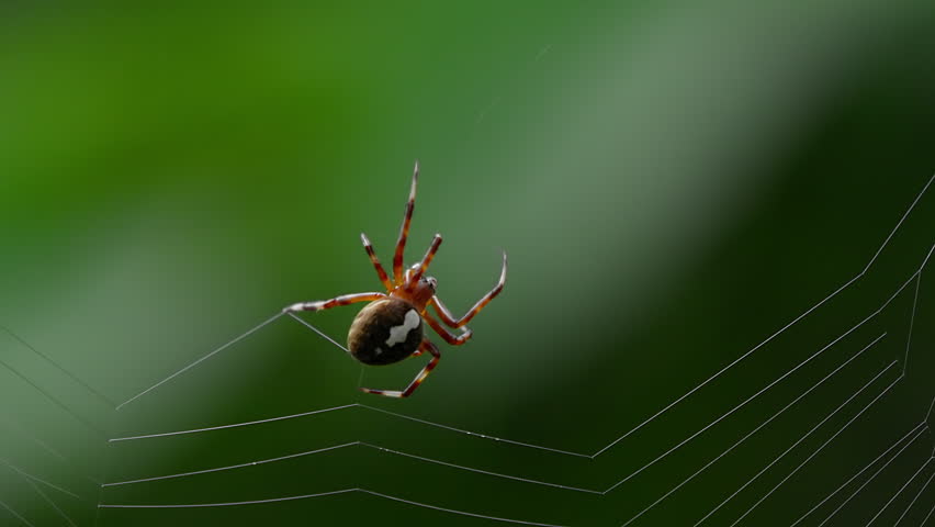 Close-Up of Orb-Weaver Spider (Neoscona scylla) Spinning Web at Dusk