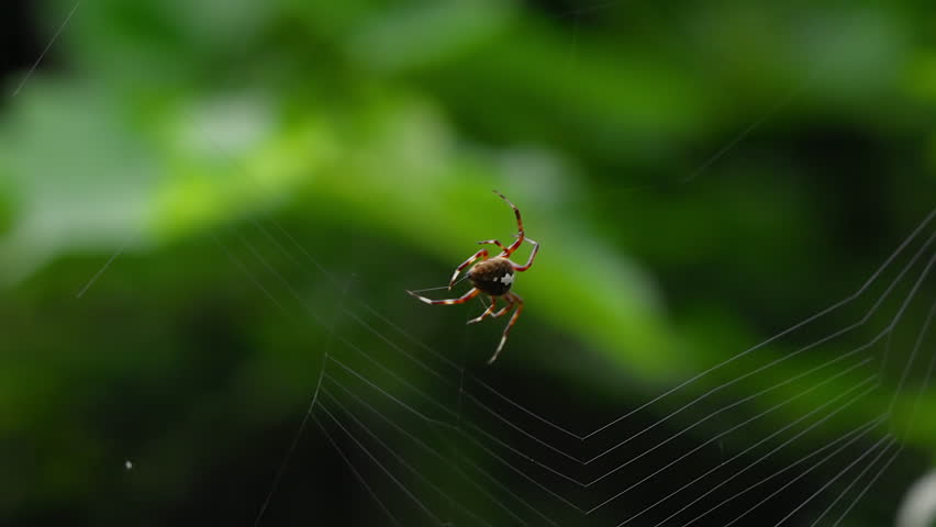 Close-Up of Orb-Weaver Spider (Neoscona scylla) Spinning Web at Dusk