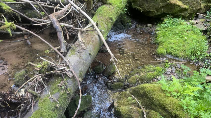 Clear mountain stream with small waterfalls flowing through a lush green forest on a bright spring day. Natural landscape with moving water, moss-covered rocks and fresh vegetation.