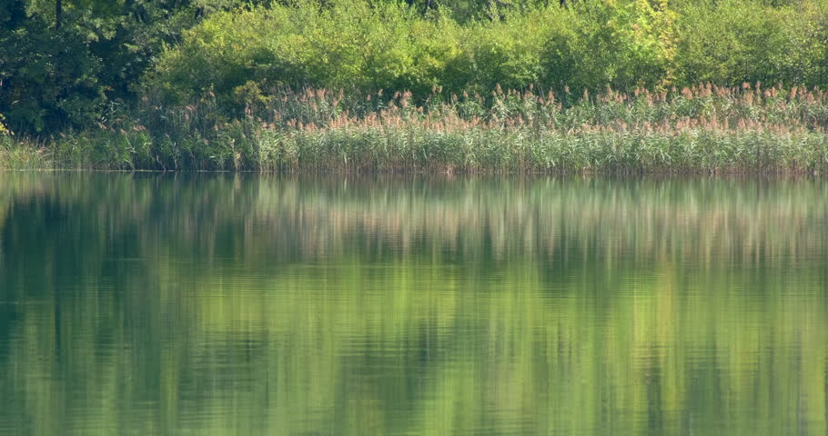 Serene natural landscape with a tranquil lake reflecting the lush green forest and reeds on its shore. Calm water with gentle ripples