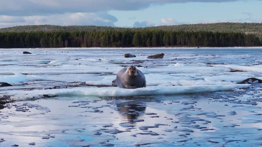Seal resting on drifting ice floe in a frozen lake with scattered floes, calm reflective water, and a dense conifer forest along the distant shoreline under a cloudy blue sky