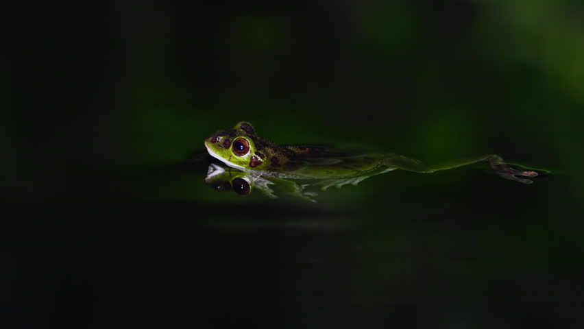 Close-Up of Forest Green Tree Frog (Zhangixalus arboreus) Floating in Forest Pond at Night