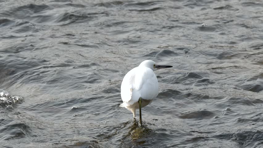 A white egret takes off from a river, flies low, and lands on rocky ground.