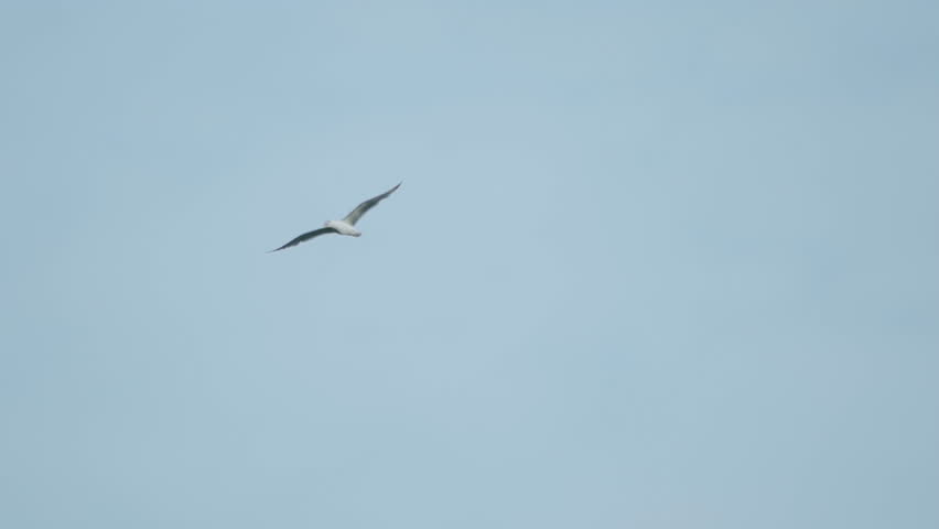 A seagull  (Laridae) in flight against a blue sky.  Slow motion