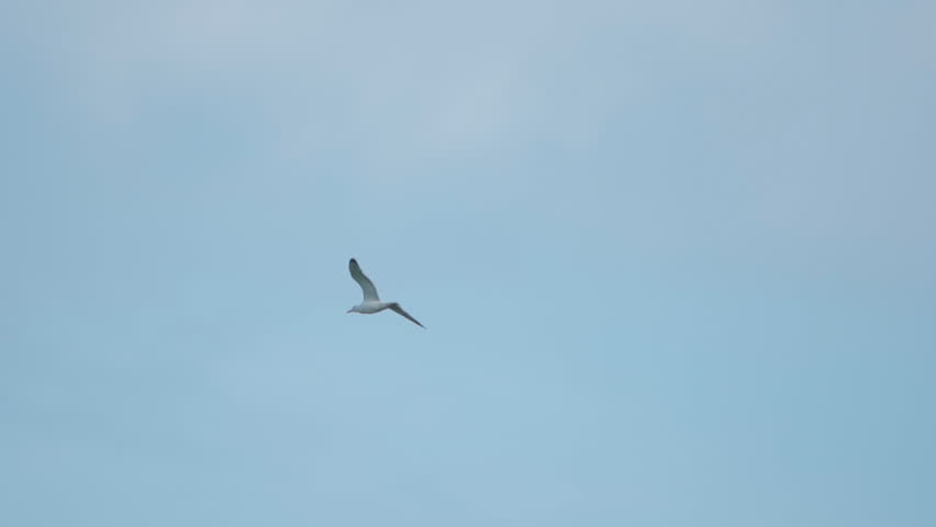 A seagull  (Laridae) in flight against a blue sky.  Slow motion