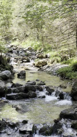 Mountain River Flowing Through a Forest
A scenic mountain river flowing through a lush forest landscape. Crystal-clear water moves over rocks and stones, surrounded by trees and natural vegetation.