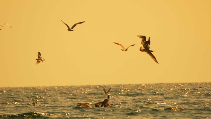 Seagulls sunset flying over sparkling ocean water creating a high contrast natural silhouette scene with vibrant golden sky.