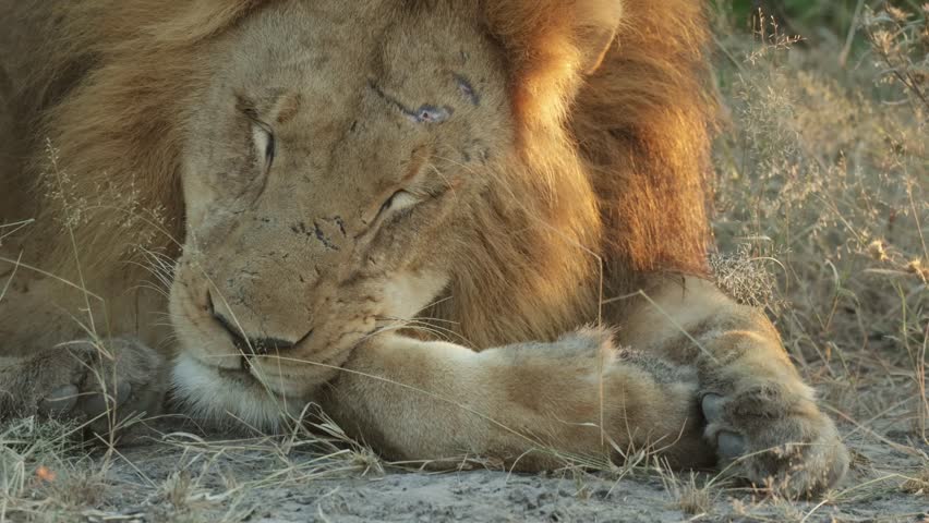 A closeup of a male lion resting with his head on his paws while sleeping, Botswana wilderness.