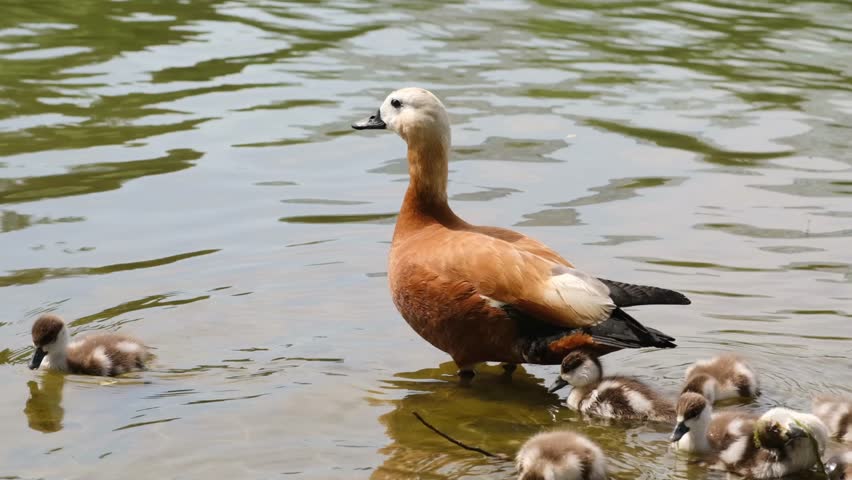 Brown duck searches for food in the water as ducklings swim nearby, creating a peaceful scene in a natural pond setting