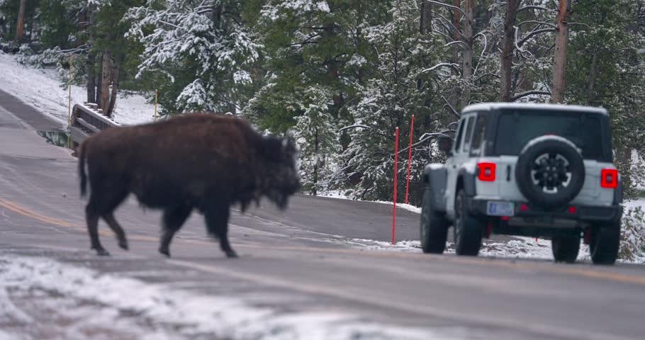 A bison in Yellowstone park seen walking across the road while cars and traffic pass by.